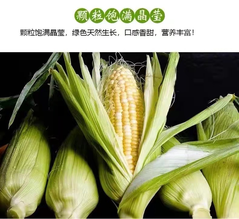 品質好的水果玉米
