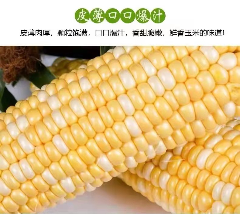 水果玉米實拍