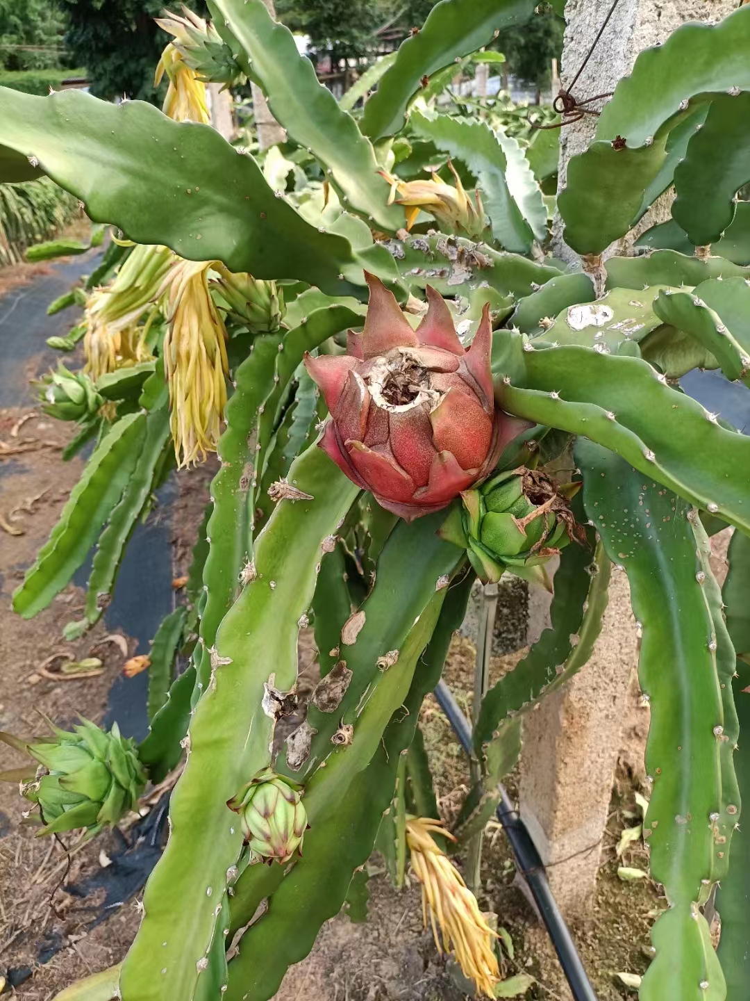 西雙版納火龍果