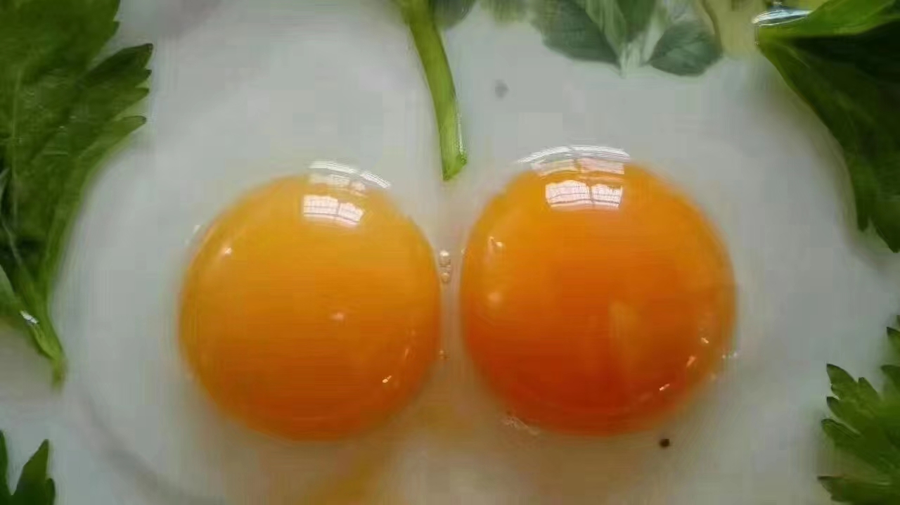 綠殼土雞蛋