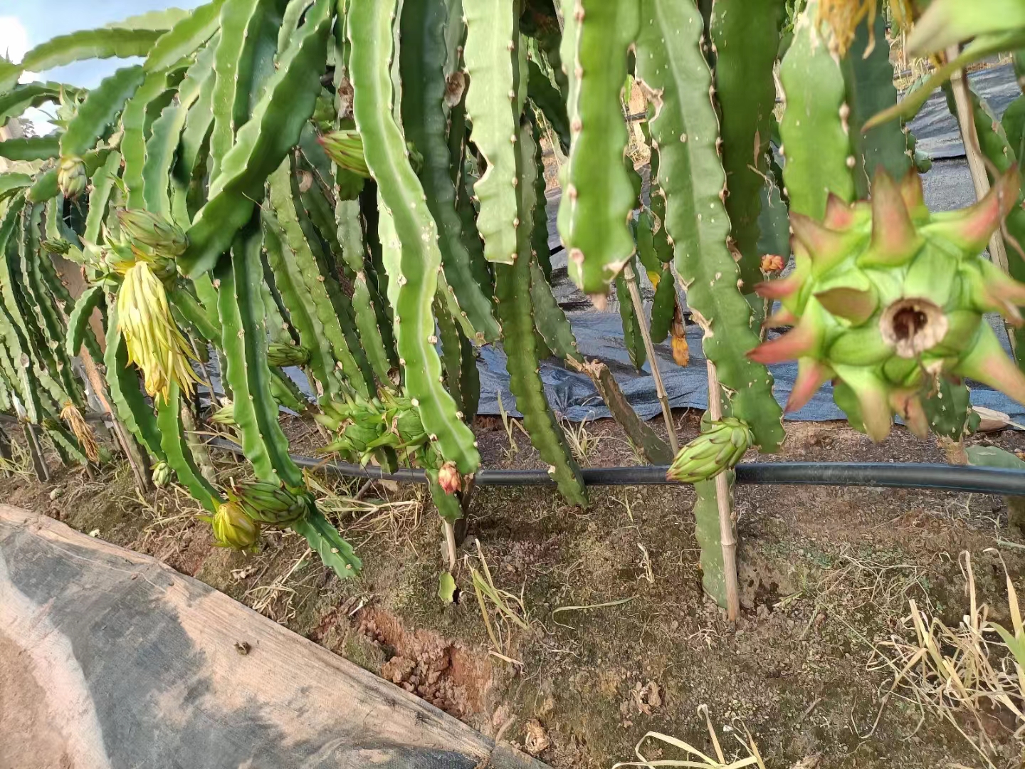 火龍果
