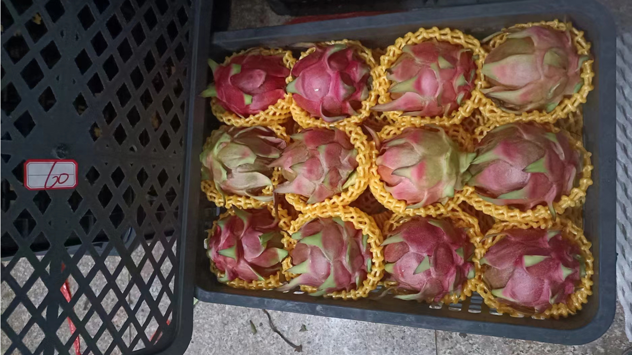 個(gè)舊火龍果