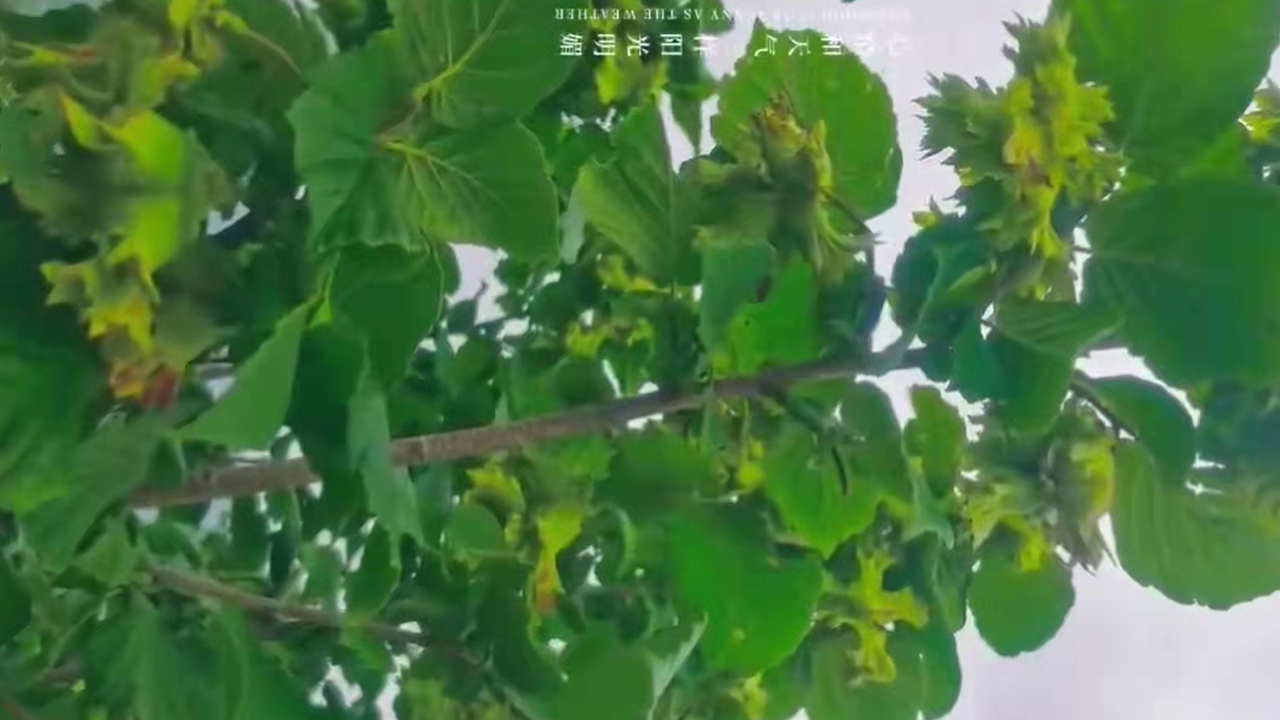 榛子樹