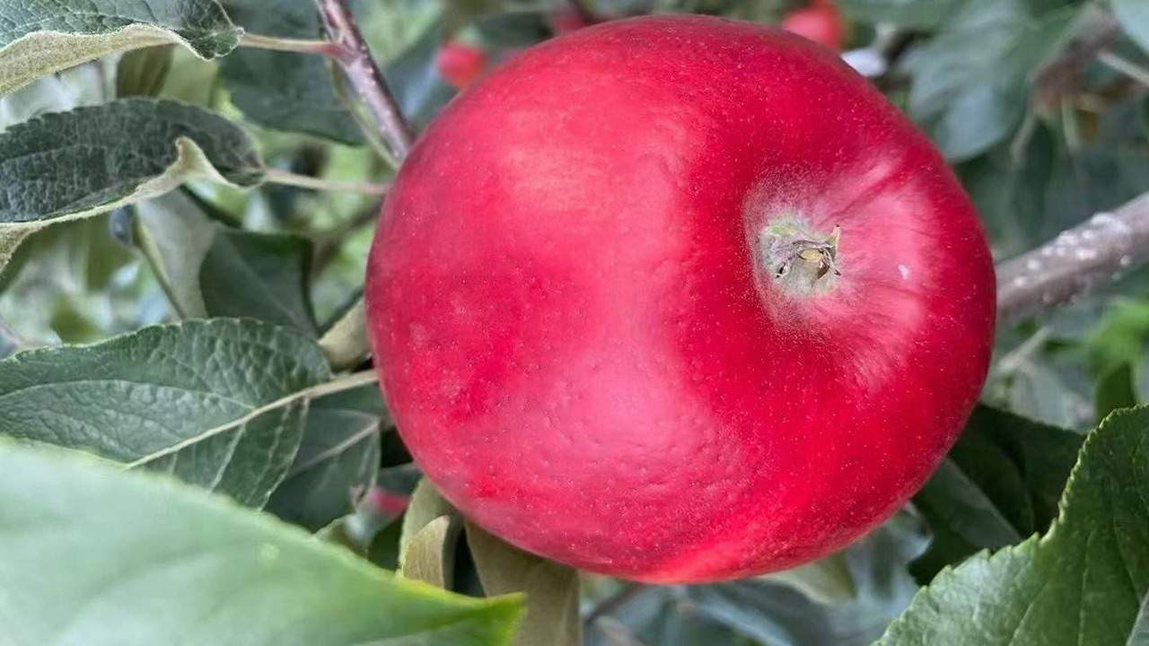 極品昭通糖心蘋果