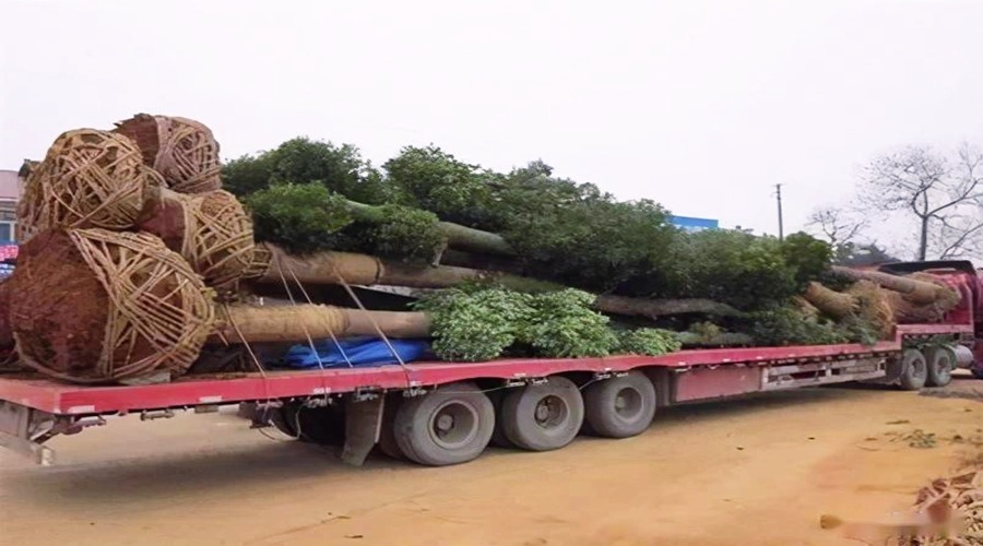 樹苗整車運輸