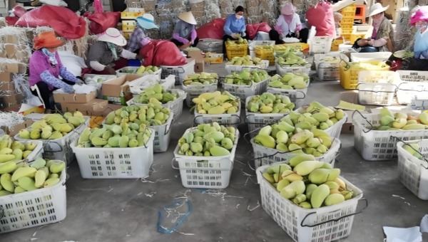 芒果運輸.jpg